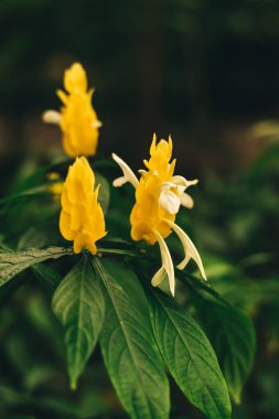 Pahistahis, Amerika ormanında akanthus çiçeği. Sarı çiçek tarlada. Sera açık havada