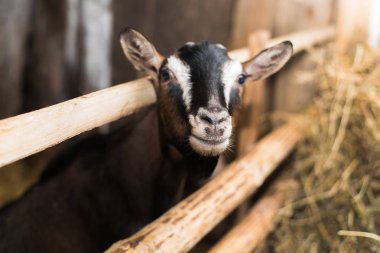 küçük bir çiftlik içinde goatling. Ahşap çit ve saman bir sürü tarafından boynuzları olmadan keçi