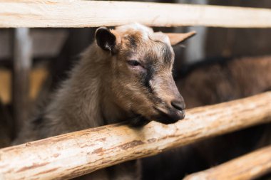 küçük bir çiftlik içinde goatling. Ahşap çit ve saman bir sürü tarafından boynuzları olmadan keçi