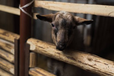 küçük bir çiftlik içinde goatling. Ahşap çit ve saman bir sürü tarafından boynuzları olmadan keçi
