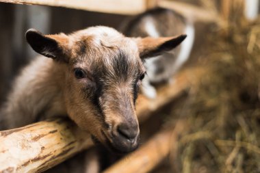 küçük bir çiftlik içinde goatling. Ahşap çit ve saman bir sürü tarafından boynuzları olmadan keçi