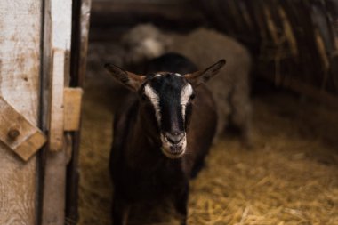 küçük bir çiftlik içinde goatling. Ahşap çit ve saman bir sürü tarafından boynuzları olmadan keçi