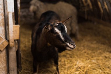 küçük bir çiftlik içinde goatling. Ahşap çit ve saman bir sürü tarafından boynuzları olmadan keçi
