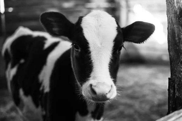 Calf Farm Farm Cute Baby Cow Lot Hay — Stock Photo, Image