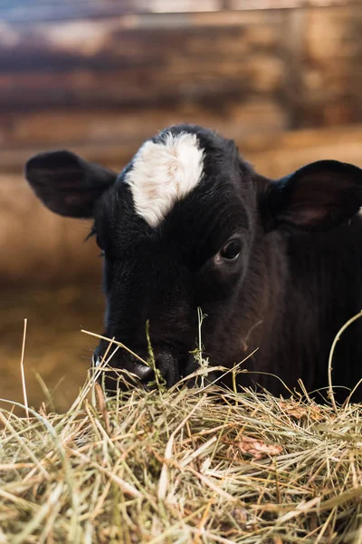 小牛在农场 农场里有一头可爱的小牛 很多干草 — 图库照片