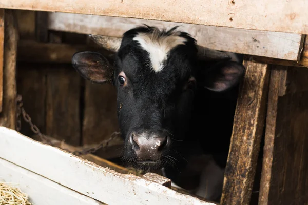 a cow with horns on a farm behind a wooden fence. Bull inside a farm. a cow with horns on a farm behind a wooden fence. Bull inside the farm. Close portrait of a cow head