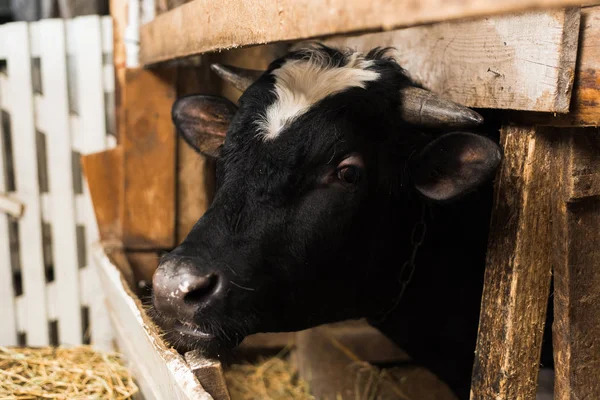 a cow with horns on a farm behind a wooden fence. Bull inside a farm. a cow with horns on a farm behind a wooden fence. Bull inside the farm. Close portrait of a cow head