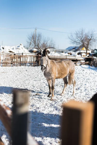 Light horse on a snowy farm. Winter and snow on the farm. Horse behind a wooden fence