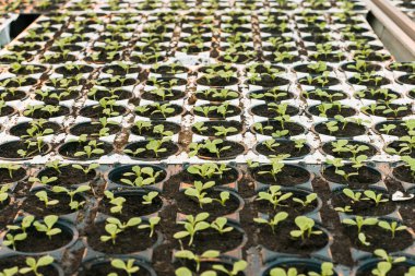 büyük bir parlak beyaz sera yeşil lahanası