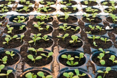 büyük bir parlak beyaz sera yeşil lahanası