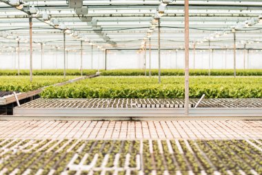 Fidelerden yetişen marullu büyük bir sera. Yeşil sanayi