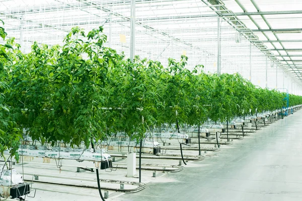 Green Tomatoes Sprout Greenhouse Industrial Cultivation Tomatoes Herbs — Stock Photo, Image
