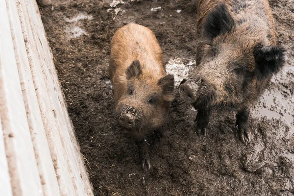 Boars Mud Dirty Herd Boars Farm Pig Family — Stock Photo, Image