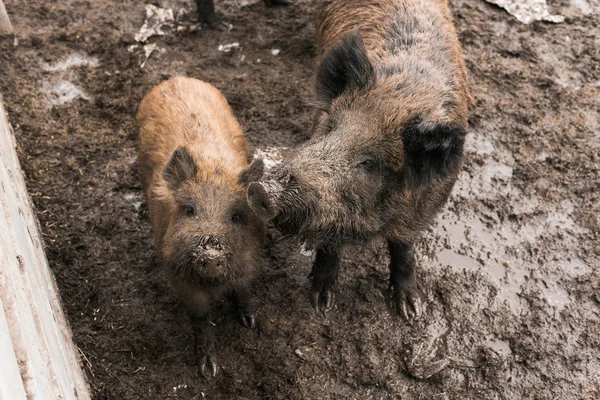 Boars Mud Dirty Herd Boars Farm Pig Family — Stock Photo, Image