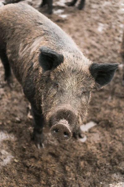 Boars Mud Dirty Herd Boars Farm Pig Family — Stock Photo, Image
