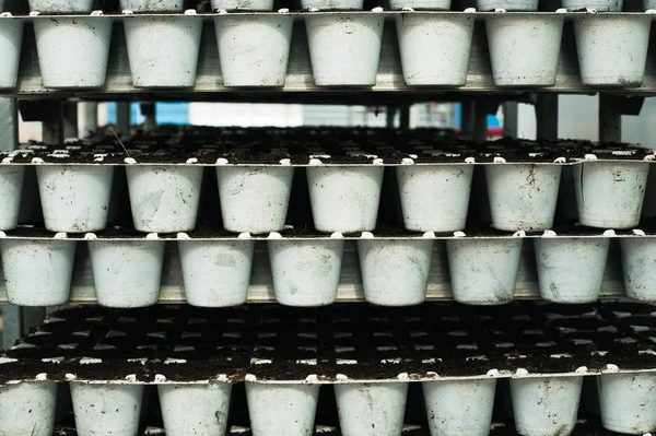 Sämlinge Weißen Plastiktöpfen Gewächshausproduktion — Stockfoto