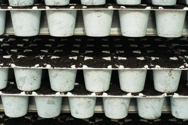 Σπορόφυτα Λευκές Πλαστικές Κατσαρόλες Παραγωγή Θερμοκηπίου — Φωτογραφία Αρχείου