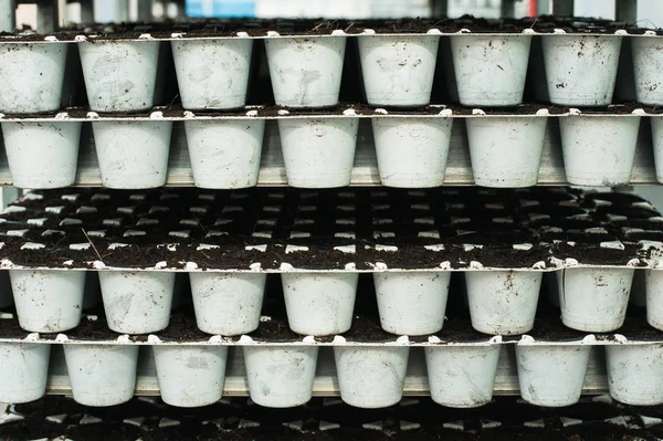 Mudas Vasos Plástico Branco Produção Estufa — Fotografia de Stock