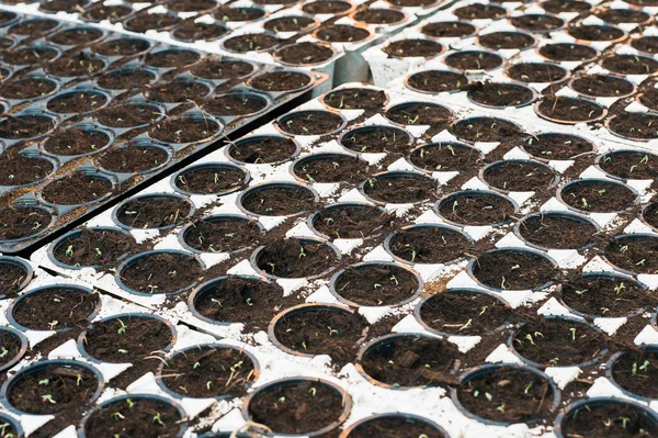 Mudas Estufa Metade Enorme Estufa Mudas Pretas Com Terra Meia — Fotografia de Stock