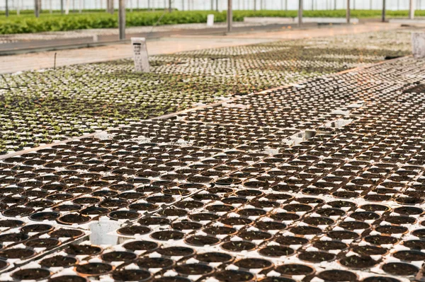 Mudas Estufa Metade Enorme Estufa Mudas Pretas Com Terra Meia — Fotografia de Stock