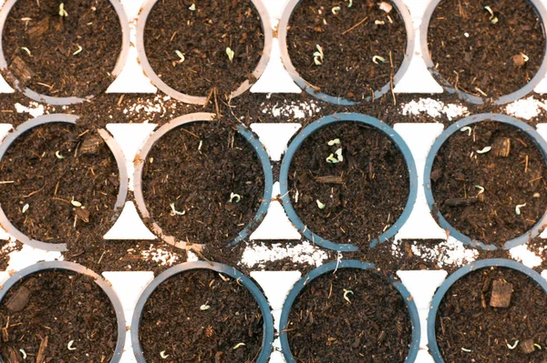 Seedlings Plastic Black Pots Top View — Stock Photo, Image