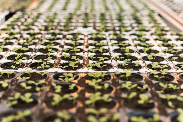 Brotos Verdes Uma Grande Estufa Branca Brilhante — Fotografia de Stock