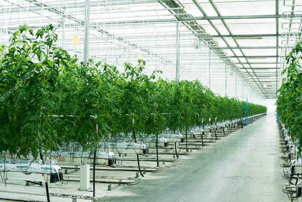 green tomatoes sprout in the greenhouse. Industrial cultivation of tomatoes and herbs