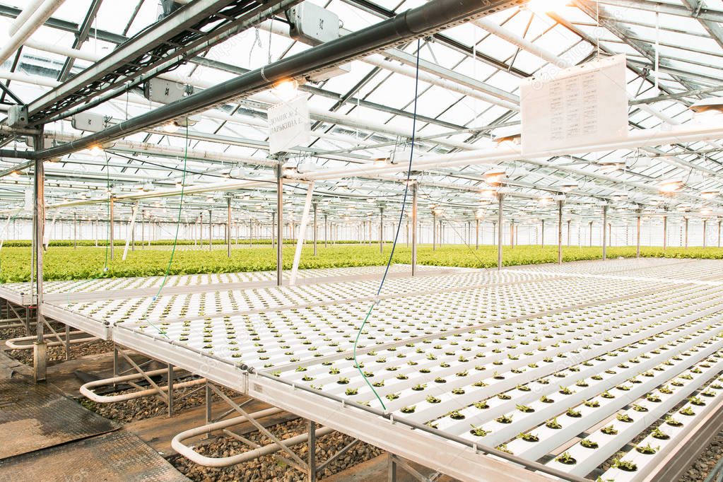 Green House and green vegetable. Young plants growing in a very large nursery