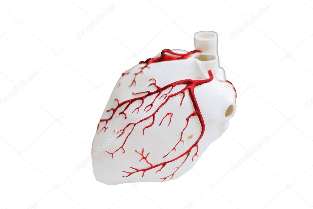 Isolated 3d models of organs. Printed on a 3D printer heart.