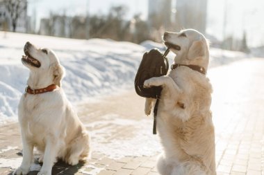 İki güzel Labrador eğitimi. Eğitimli köpekler