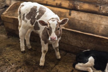Sevimli buzağı nesneye bakar. Bir saman ve diğer buzağılar yanında bir çiftlik içinde duruyor.