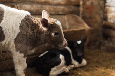 Sevimli buzağı nesneye bakar. Bir saman ve diğer buzağılar yanında bir çiftlik içinde duruyor.