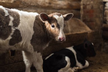 Sevimli buzağı nesneye bakar. Bir saman ve diğer buzağılar yanında bir çiftlik içinde duruyor.