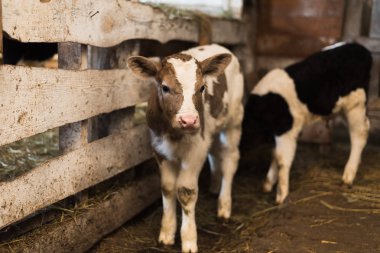 Sevimli buzağı nesneye bakar. Bir saman ve diğer buzağılar yanında bir çiftlik içinde duruyor.
