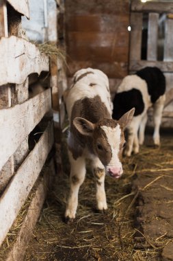 Sevimli buzağı nesneye bakar. Bir saman ve diğer buzağılar yanında bir çiftlik içinde duruyor.
