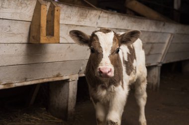 Sevimli buzağı nesneye bakar. Bir saman ve diğer buzağılar yanında bir çiftlik içinde duruyor.