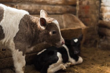 Sevimli buzağı nesneye bakar. Bir saman ve diğer buzağılar yanında bir çiftlik içinde duruyor.