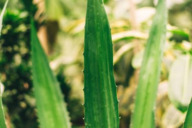 Aloe ormanda bırakır. açık havada
