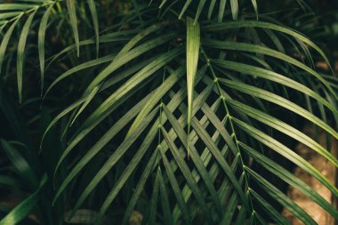 Vahşi, tropikal orman bitki yetiştirme tesisi herdem yeşil sarmaşıklar renk koyu arka plan üzerinde yeşil ince palmiye yaprakları.
