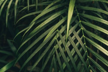 Vahşi, tropikal orman bitki yetiştirme tesisi herdem yeşil sarmaşıklar renk koyu arka plan üzerinde yeşil ince palmiye yaprakları.