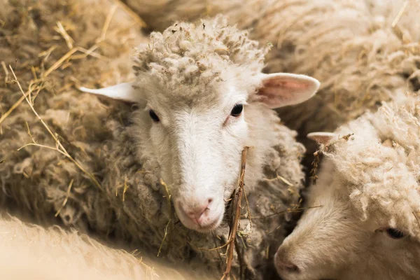 A cute little lamb looks into the camera. A sheep with plenty of wool looks into the camera on the uniform
