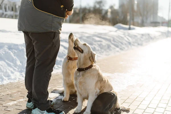 2つの美しいラブラドールの訓練 訓練を受けた犬 — ストック写真