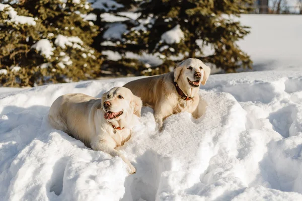 two labrador dogs in the snow, dogs walk in winter