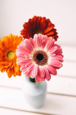 mavi bir vazo beyaz bir arka plan üzerinde gerberas buketi. bir bahar gününde taze parlak gerberas