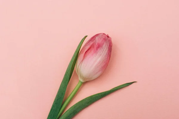 Tulipa Sobre Fundo Rosa Única Flor Fundo Pastel — Fotografia de Stock