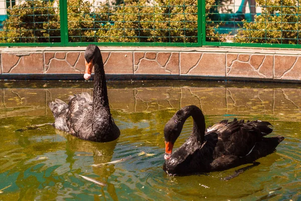 black swans on the pond. black swan in the zoo.