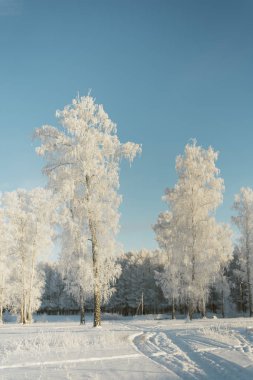 ormanda bir alanda don ağaçları. Kar larla kaplı köknar ağaçları ve çamlar