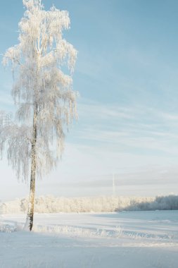 ormanda bir alanda don ağaçları. Kar larla kaplı köknar ağaçları ve çamlar