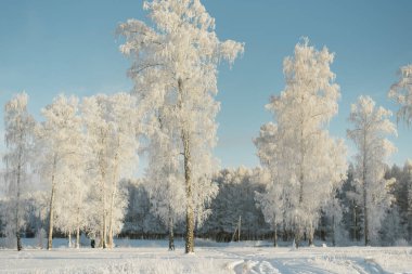 ormanda bir alanda don ağaçları. Kar larla kaplı köknar ağaçları ve çamlar