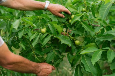 Ceviz ağaçta yetişir. Adam bahçede fındık yetiştirir. Çiftlikte fındık üretimi.